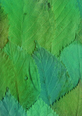 Colorful leaves background. Natural organic texture.