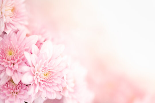 You Searched For Pink Flowers  Pretty Pink Flower Background  1024x768  Wallpaper  teahubio