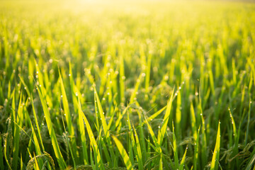 朝露に濡れる稲穂