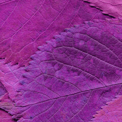 Colorful leaves background. Natural organic texture.