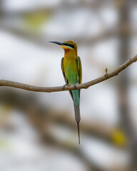 Blue-tailed bee-eater