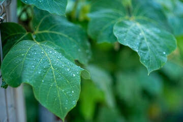 rain drops on leaves
