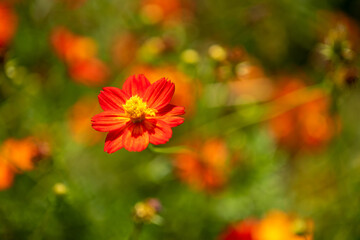 red and yellow flower
