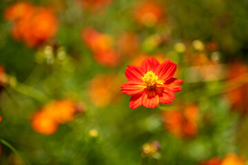 red poppy flowers