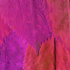 Colorful leaves background. Natural organic texture.