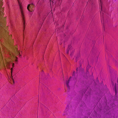 Colorful leaves background. Natural organic texture.