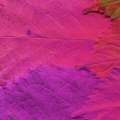 Colorful leaves background. Natural organic texture.