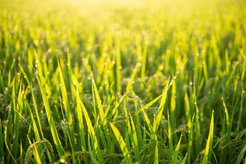 朝露に濡れる稲穂