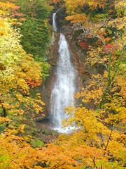 Nanataki waterfall with yellow and red leaves in autumn, Kosaka, Akita, Japan