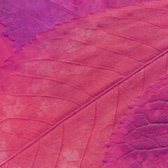 Colorful leaves background. Natural organic texture.