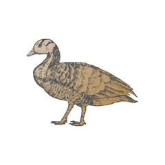 Hand drawn duck, isolated on white, vector illustration