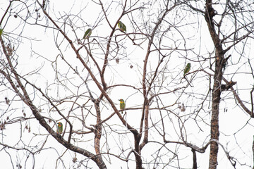 Family of coppersmith barbet birds on tree branch.