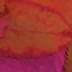 Colorful leaves background. Natural organic texture.