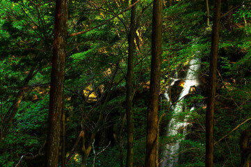 朝日に照らされた渓谷の滝