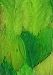 Colorful leaves background. Natural organic texture.