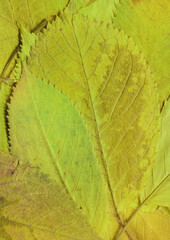 Colorful leaves background. Natural organic texture.