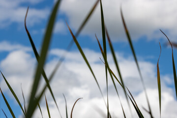 Selective focus on dark green reeds blowing in the wind against a cloudy blue sky