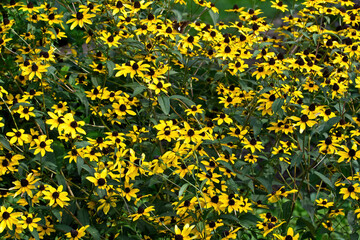 Native Brown-Eyed Susan is a herbaceous perennial found in the Central and Eastern USA. It requires full sun and moist soil.  Its flowers attracts numerous nectar-seeking and pollen-seeking insects. 