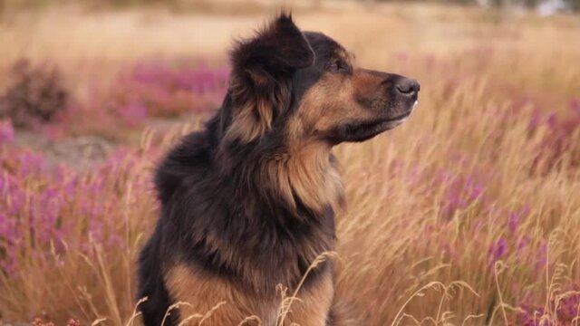 Un chien border collie dans un champ fleurie aux couleurs automnales.