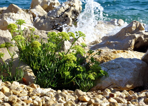 Crithmum maritimum or Rock Samphire edible herb in natural habitat near the Adriatic Sea