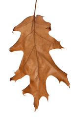 Fototapeta premium Autumn oak-tree leaf