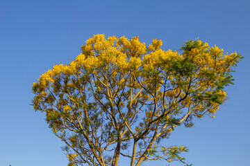 Guapuruvu florido em com céu azul ao fundo.