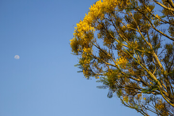 Guapuruvu florido com lua e céu azul.