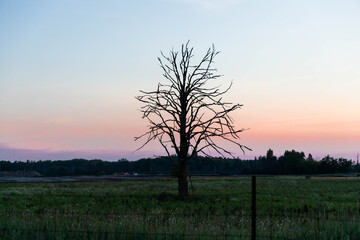 Fototapeta premium sunset in the morning