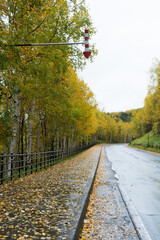 Fototapeta na wymiar 雨に濡れた山奥の秋の道路 