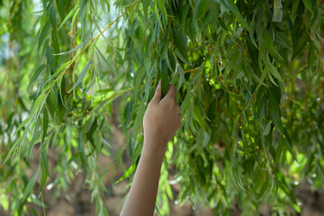 woman hand touching the tree leaf while she walking in garden.