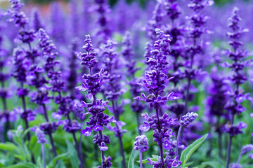 aromabackgroundbeautifulbeautybloombloomingblossomblueblue salviablurcloseupcolorcolorfuldelicatefieldfloralfloral backgroundflowerflower bedfocusgardengardeninggreengrowthherbherbalhorticulturelavend
