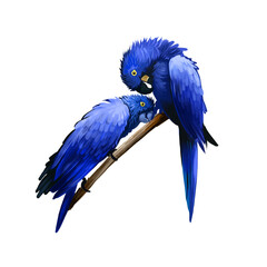 Hyacinth Macaw digital art illustration isolated on white background. Two birds sitting on branch, hyacinthine parrots with entirely blue feathers, pair of ara lovers tropical forest perches