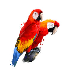 Scarlet Macaw digital art illustration isolated on white. Llarge red, yellow, and blue South American parrot member group of Neotropical parrots called macaws. Pair of parrots sitting on branch