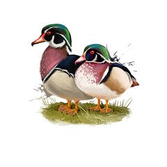 Wood Duck digital art illustration isolated on white. Carolina duck Aix sponsa species of perching found in North America. One of most color North American waterfowl. Pair of birds sitting on branch