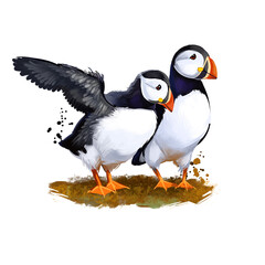 Atlantic Puffin digital art illustration isolated on white. Species of seabird in auk family, arctic coastal bird, pair of tufted and horned puffins of black and white color with orange beak