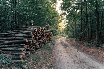 Wood pile in the forest near logging road or path at sunset