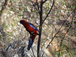 red and blue parrot