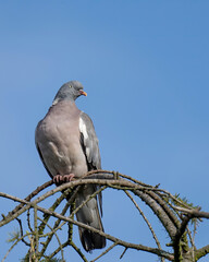 Grzywacz, Columba palumbus