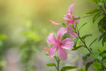 Beautiful pink flowers Hibiscus rosa-sinensis