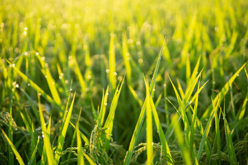 朝露に濡れる稲穂