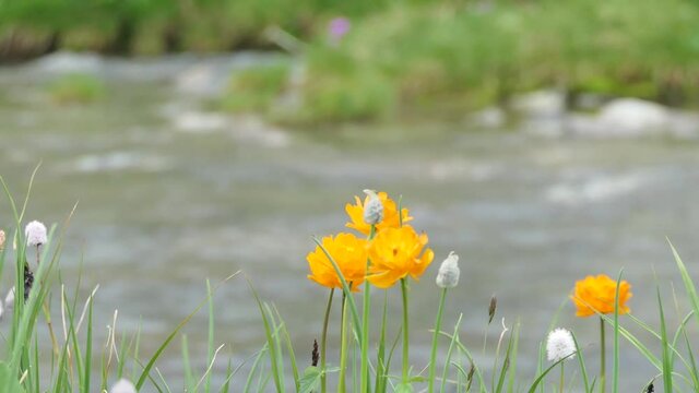 Pure, natural water in a mountain stream among flowers