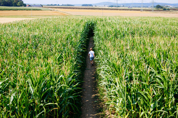 Happy kid boy playing on corn labyrinth field on organic farm, outdoors. Funny child hild having...
