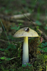 Amanita ceciliae