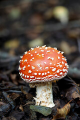 Amanita muscaria - Fly toadstool