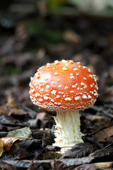Amanita muscaria - Fly toadstool