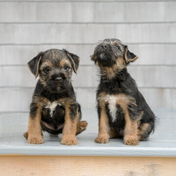 Two Black And Tan Border Terrier Puppies.