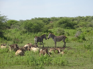 herd of zebras