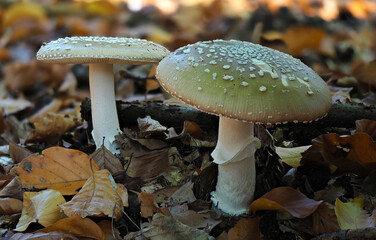 Amanita pantherina © weinkoetz