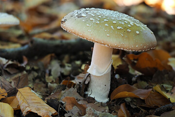 Amanita pantherina © weinkoetz