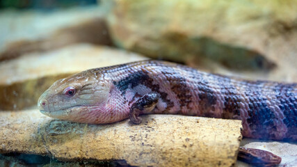 close up of a lizard